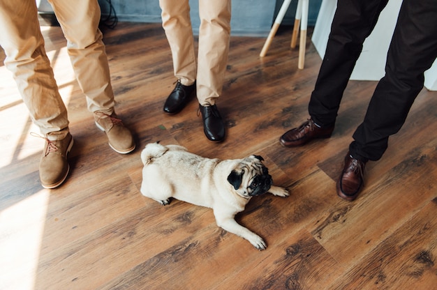 Pug op een houten vloer