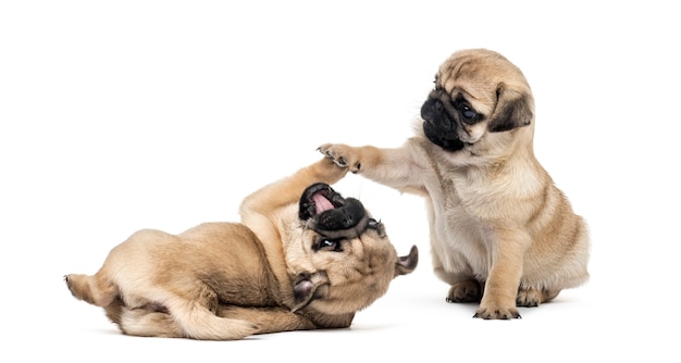 Pug puppies playing together, isolated on white