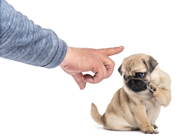 Pug puppy geconfronteerd met menselijke hand bestellen, geïsoleerd op wit