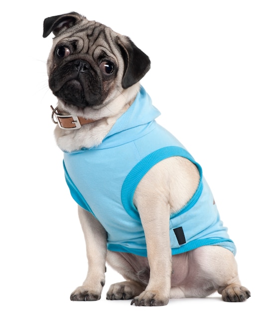 Pug puppy gekleed in blauwe hoodie, 6 maanden oud, zittend