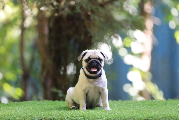 芝生の上のパグ子犬