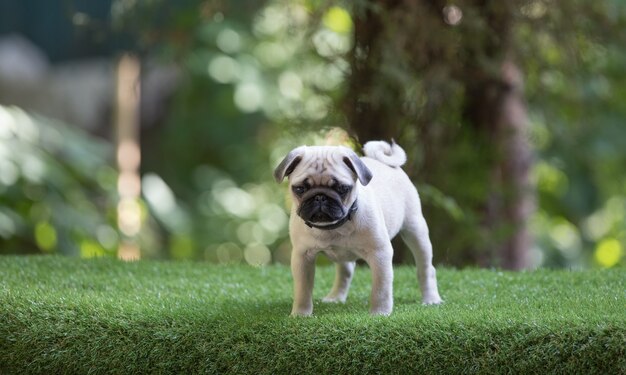 Pug puppy op het gazon