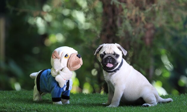 おもちゃで遊ぶパグの子犬