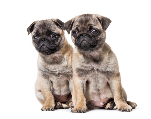 Pug Puppy sitting against white background