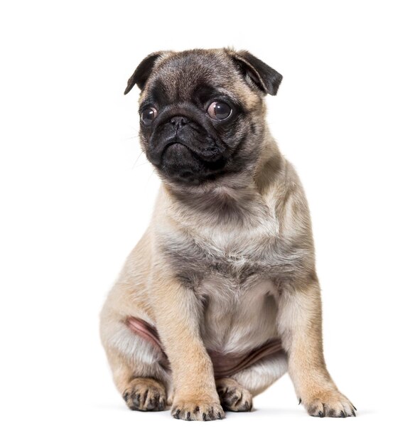 Pug Puppy sitting against white background