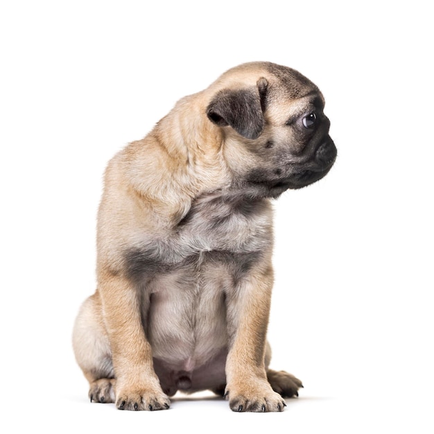 Pug Puppy sitting against white background