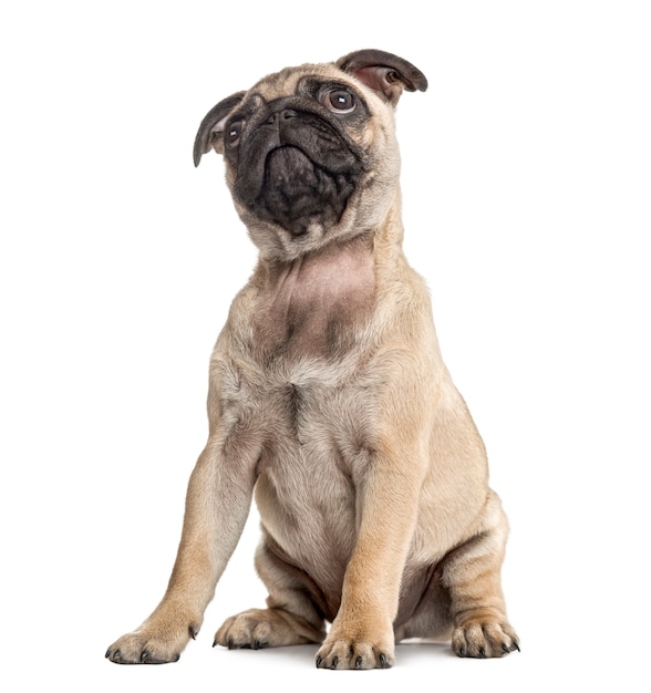 Pug puppy sitting and looking up, isolated on white