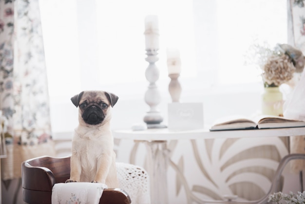 写真 パグ子犬立ち、探して