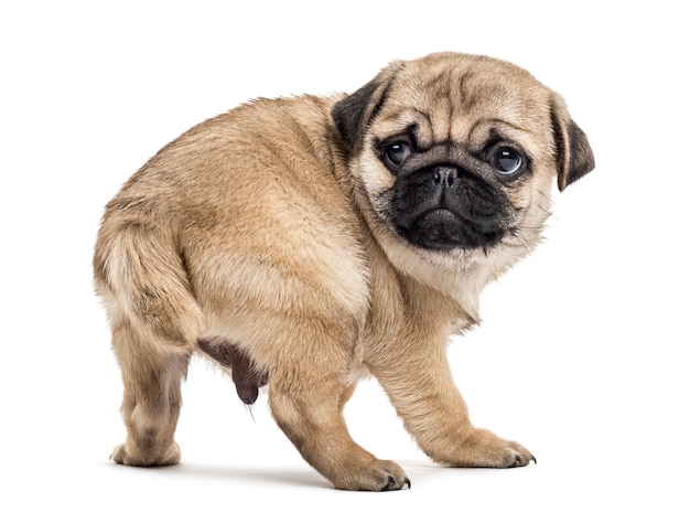 Pug puppy standing, looking backwards, isolated on white