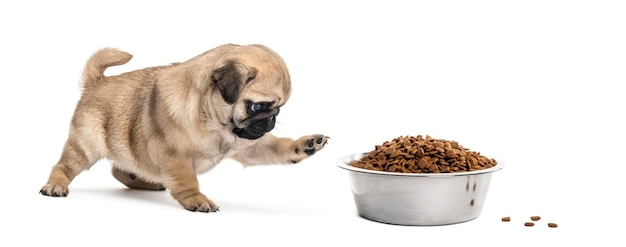 Pug puppy with a bowl of croquette, isolated on white