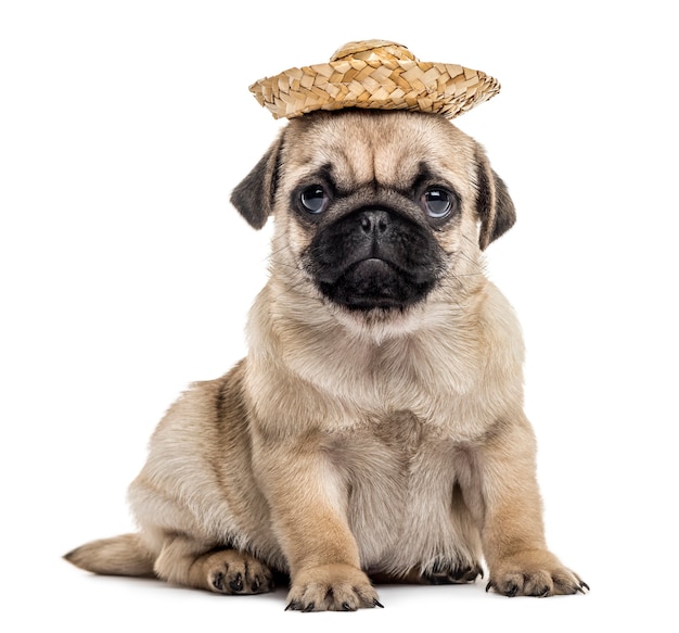 Pug puppy with a hat, isolated on white