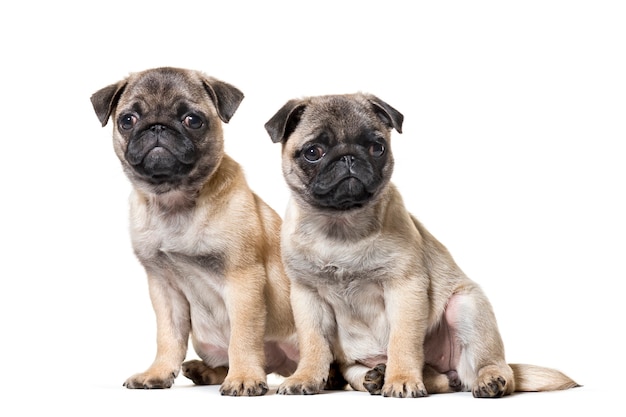 Pug Puppy zittend tegen een witte achtergrond