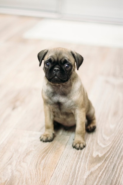 pug puppy