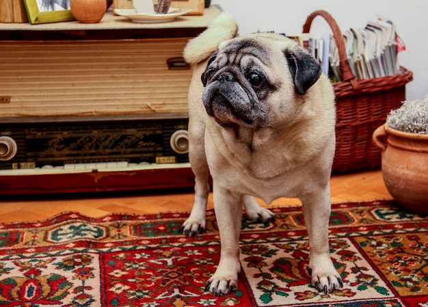 Photo pug on rug at home