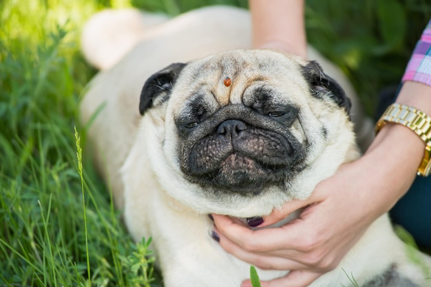 pug rust na een wandeling in het park op groen gras