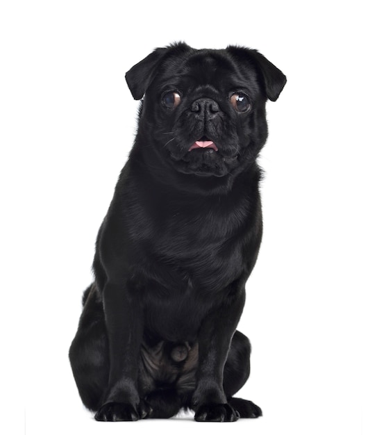 Pug, sitting and facing, isolated on white