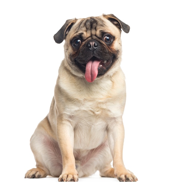 Pug sitting and panting isolated on white