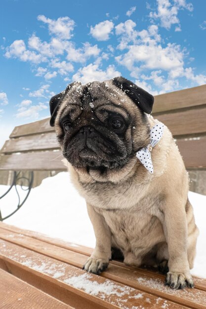 Pug Smiling cute dog on the bench Pets Holidays and events