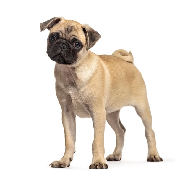 Pug standing, dog, isolated on white