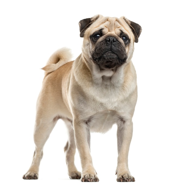 Pug standing in front of a white wall