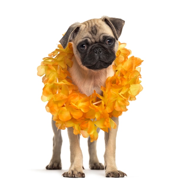 Pug che indossa una lei hawaiana, cane, isolato su bianco