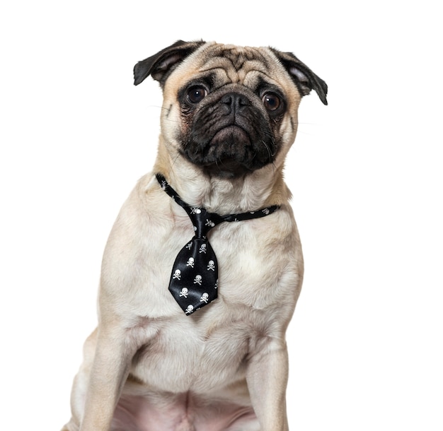 Pug wearing tie against white background