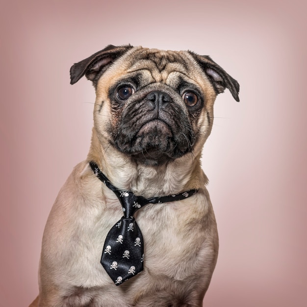 Pug wearing tie sitting against brown background