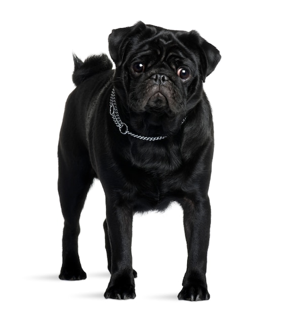 Pug with 1 year old. Dog portrait isolated