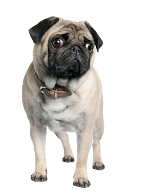 Pug with 2 years old. Dog portrait isolated