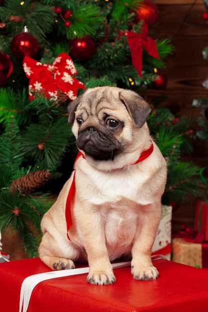 Pug with christmas gifts