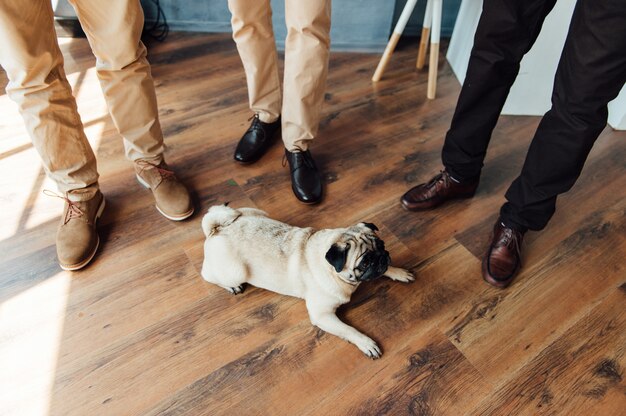 Pug on a wooden floor