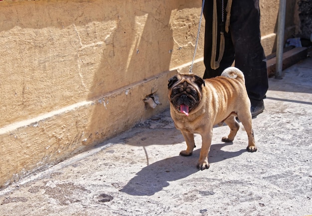 Pugdog in de straat van de oude stad van Valletta, Malta