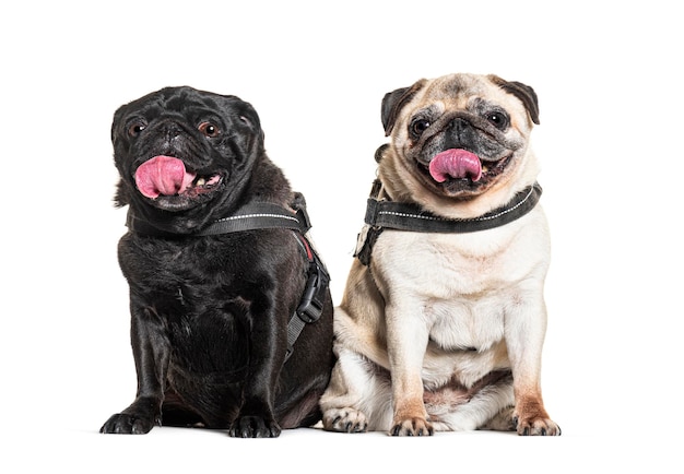 白色に隔離された犬のハーネスを身に着けているパグが息を吐いている