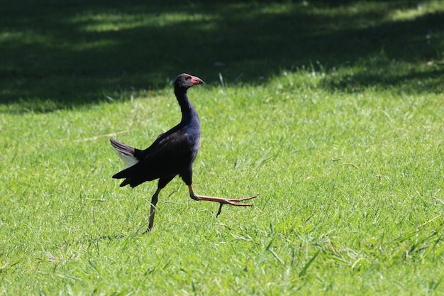 Foto pukeko nello shakespear regional park di auckland in nuova zelanda