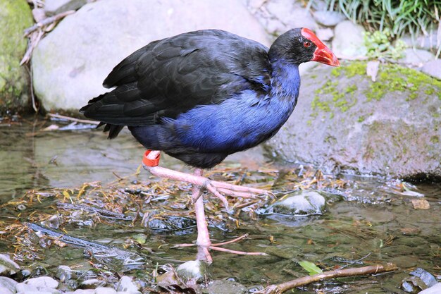 Pukeko 在水上