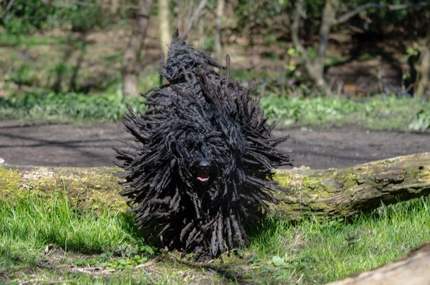 Foto puli-hond op een grasveld