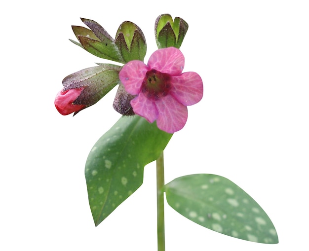 Photo pulmonaria officinalis or lungwort is uses heal various ailments of the lungs and chest