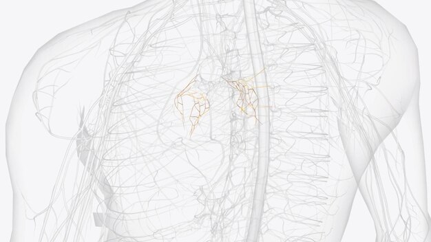the pulmonary plexus is an autonomic plexus formed from pulmonary branches of vagus nerve and the sympathetic trunk