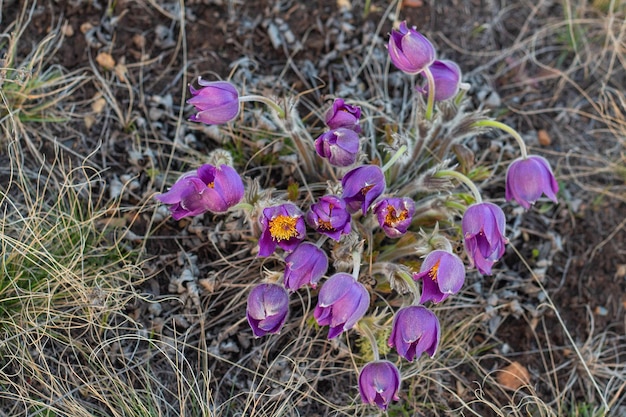 초원에 Pulsatilla 부활절 꽃