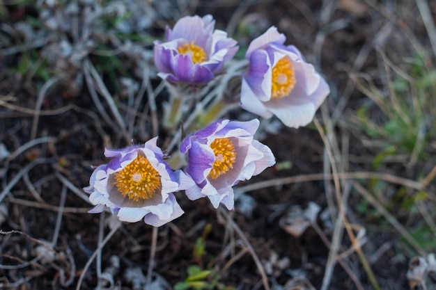 초원에 Pulsatilla 부활절 꽃