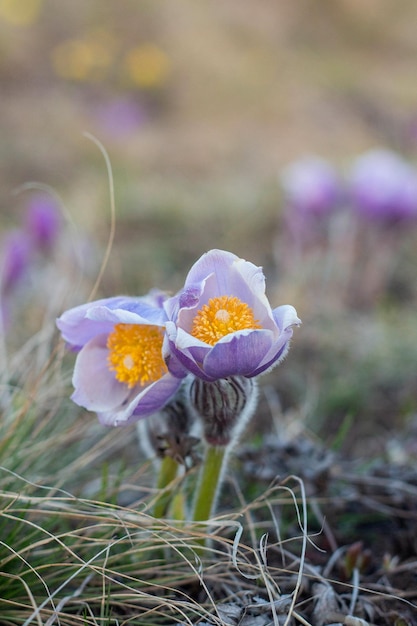 초원에 Pulsatilla 부활절 꽃