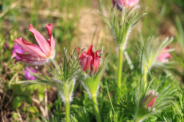 Pulsatilla 꽃 봉오리 근접 촬영 동부 할미꽃 프레리 크로커스 및 컷리프 아네모네 보라색 꽃은 작은 털로 덮여 있습니다. 첫 번째 봄 앵초