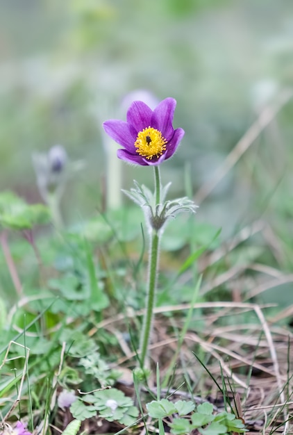 Pulsatilla flower