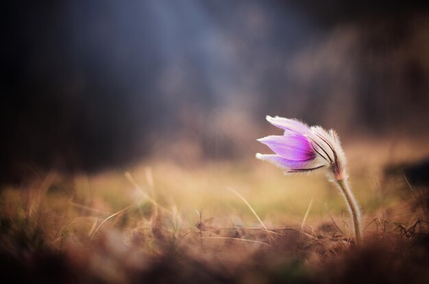 Pulsatilla grandis