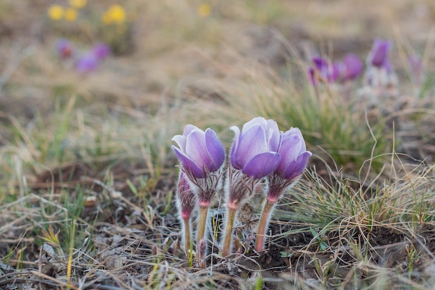 Pulsatilla paasbloem op de weide