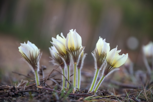 Pulsatilla patens groeit