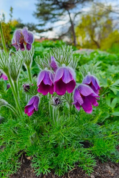 Pulsatilla patens は、キンポウゲ科の顕花植物の種です。