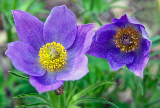 Pulsatilla pratensis of Pasqueflower in het bosDroomgras lentebloemen