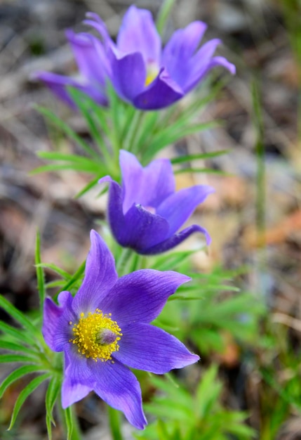 Фото pulsatilla pratensis или pasqueflower в лесуdreamgrass весенние цветы