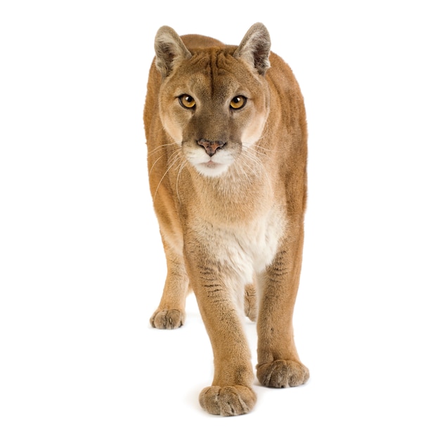 Puma (17 jaar) - Puma concolor geïsoleerd